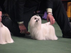 AKC Maltese puppies